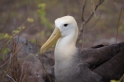 074 Waved albatross 11